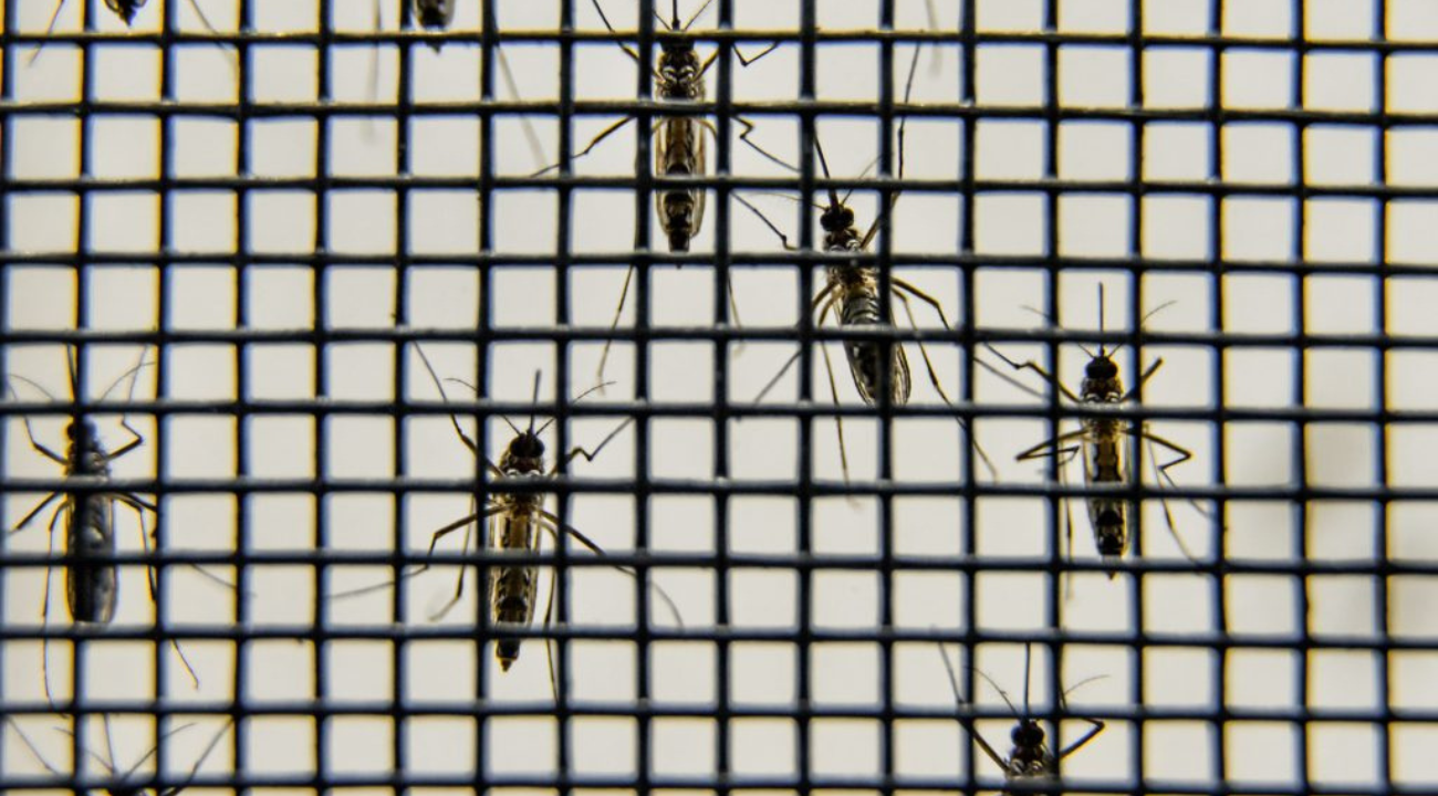 campanha-em-sp-alerta-contra-mosquito-da-dengue-qual-o-animal-mais-perigoso-do-mundo