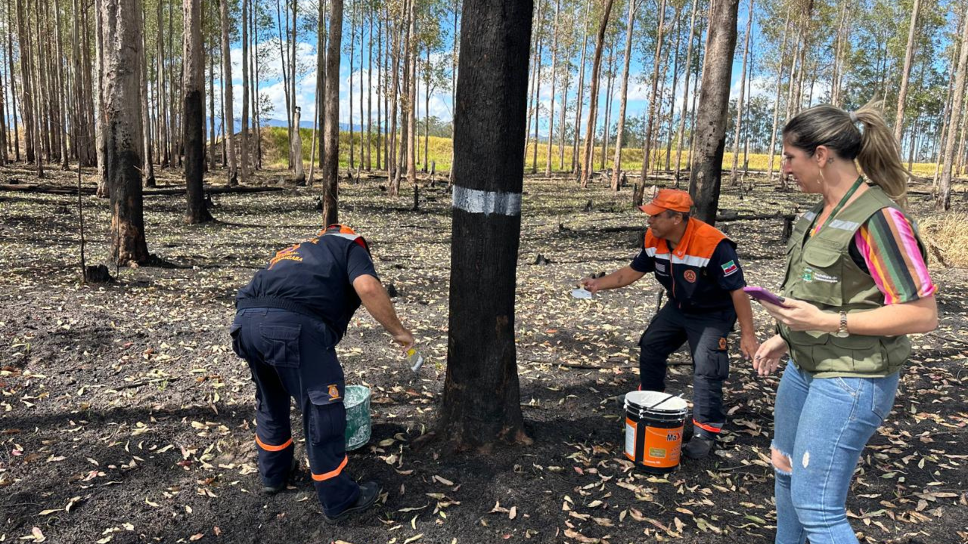 Segurança em Primeiro Lugar: Defesa Civil e Meio Ambiente Vistoriam Eucaliptos na SP-62 Após Incêndio