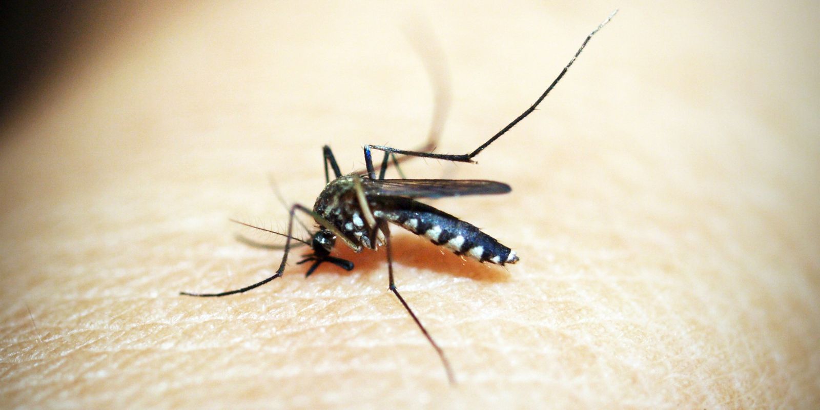 Casos de dengue e chikungunya custaram R$ 1,2 bi ao sistema de saúde