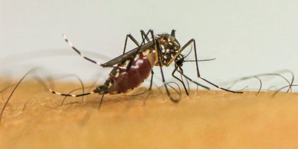 Infecções por Aedes aegypti elevam risco de complicações no parto