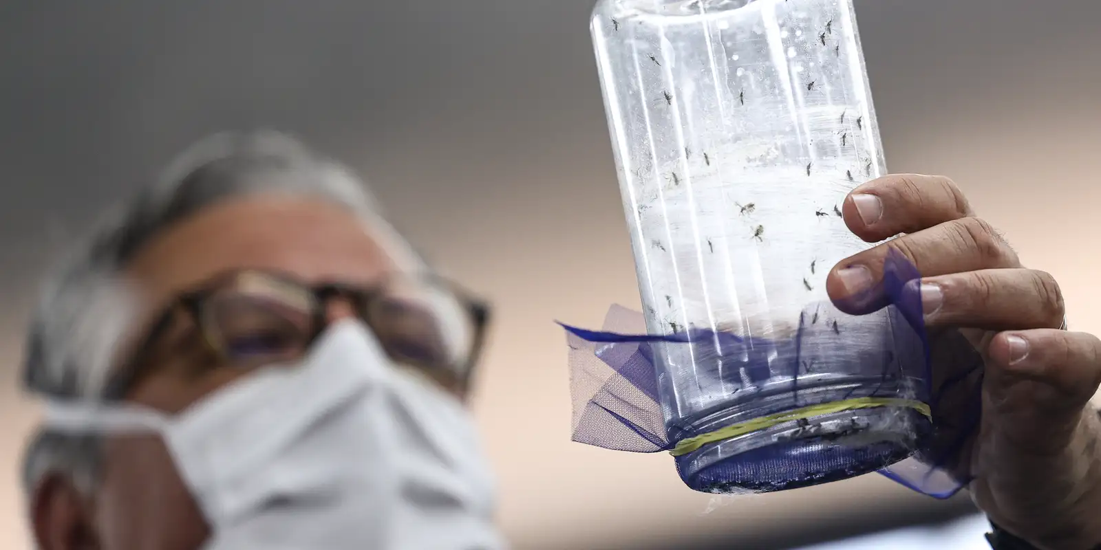 Fábrica de mosquitos oferece tecnologias para redução da dengue