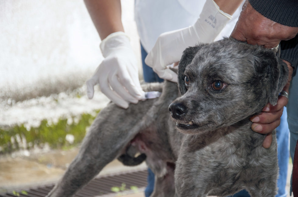 Vacinação antirrábica chega à região da Folha Seca – Prefeitura Municipal de Ubatuba