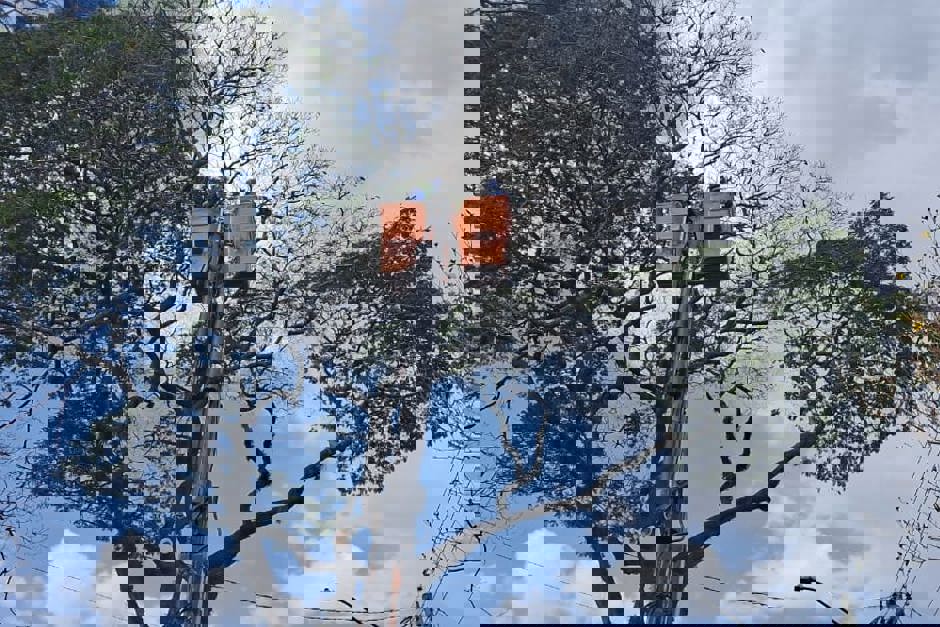 Força-tarefa da Prefeitura intensifica poda de árvores e limpeza