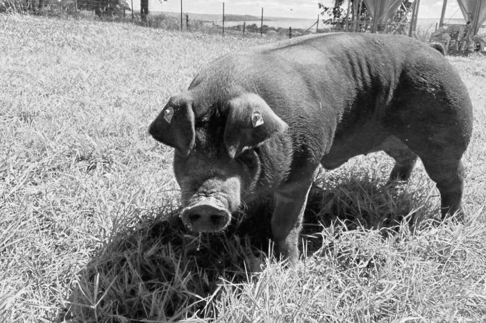 Porco de 20 mil reais é morto a tiro após invadir terreno