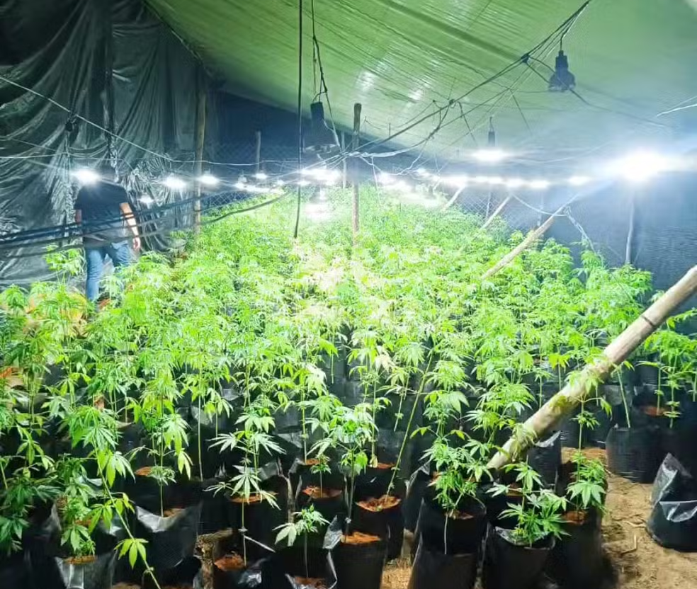Polícia prende quadrilha e destruição de estufas usadas para plantação de maconha em larga escala na zona rural entre as cidades de Lagoinha e São Luiz do Paraitinga