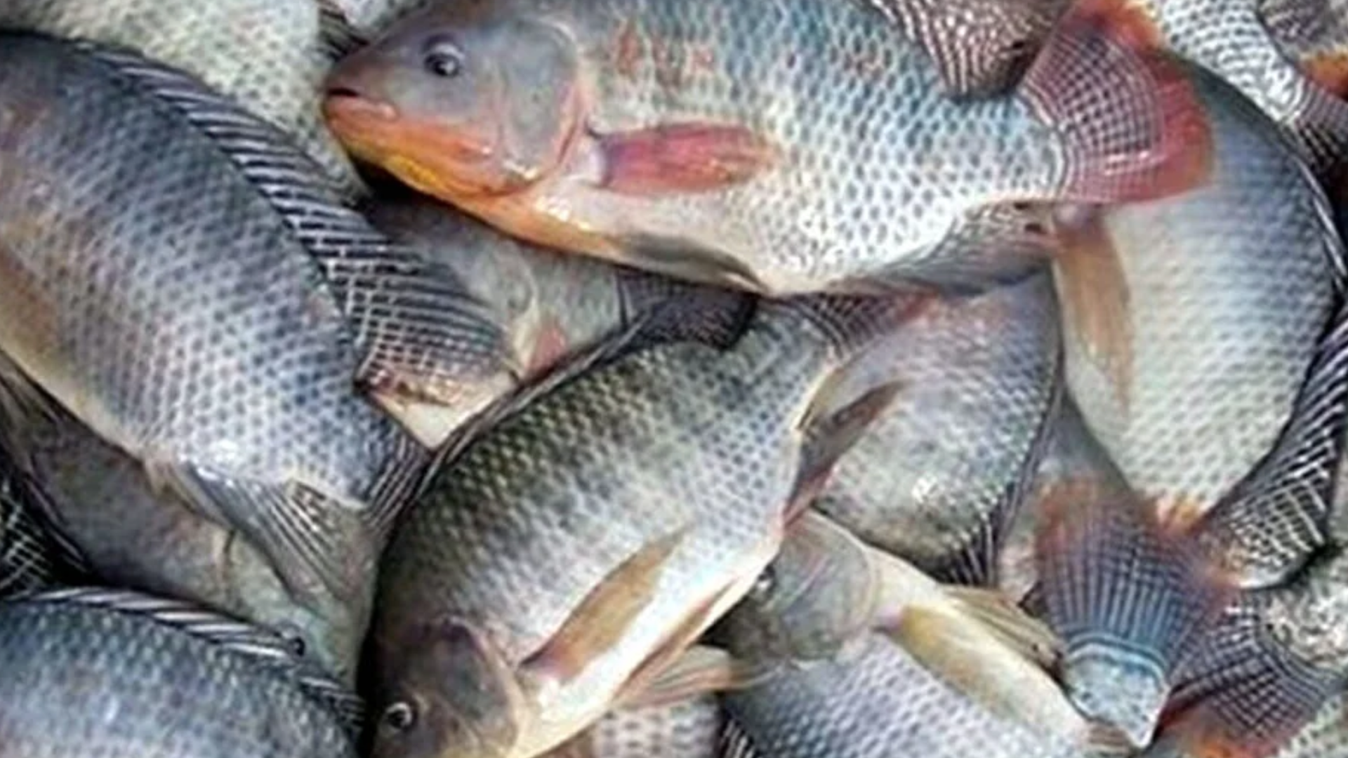 Joesley Batista e Governo Lula: Conluio Vergonhoso para Entregar Produção de Tilápia Brasileira à JBS e Golpear Pequenos Produtores