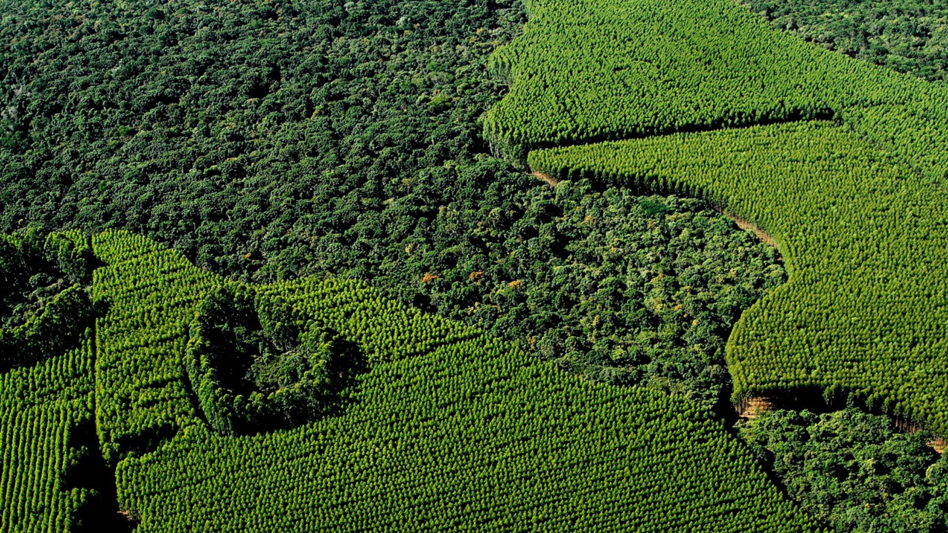 Suzano restaura mais de 1,7 mil hectares de Mata Atlântica no Estado de São Paulo