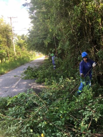 Zona rural recebe poda; serviços próximos à rede elétrica contam com apoio da EDP 03