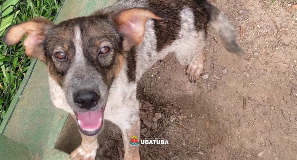 Canil de Ubatuba tem 75 animais disponíveis para adoção – Prefeitura Municipal de Ubatuba