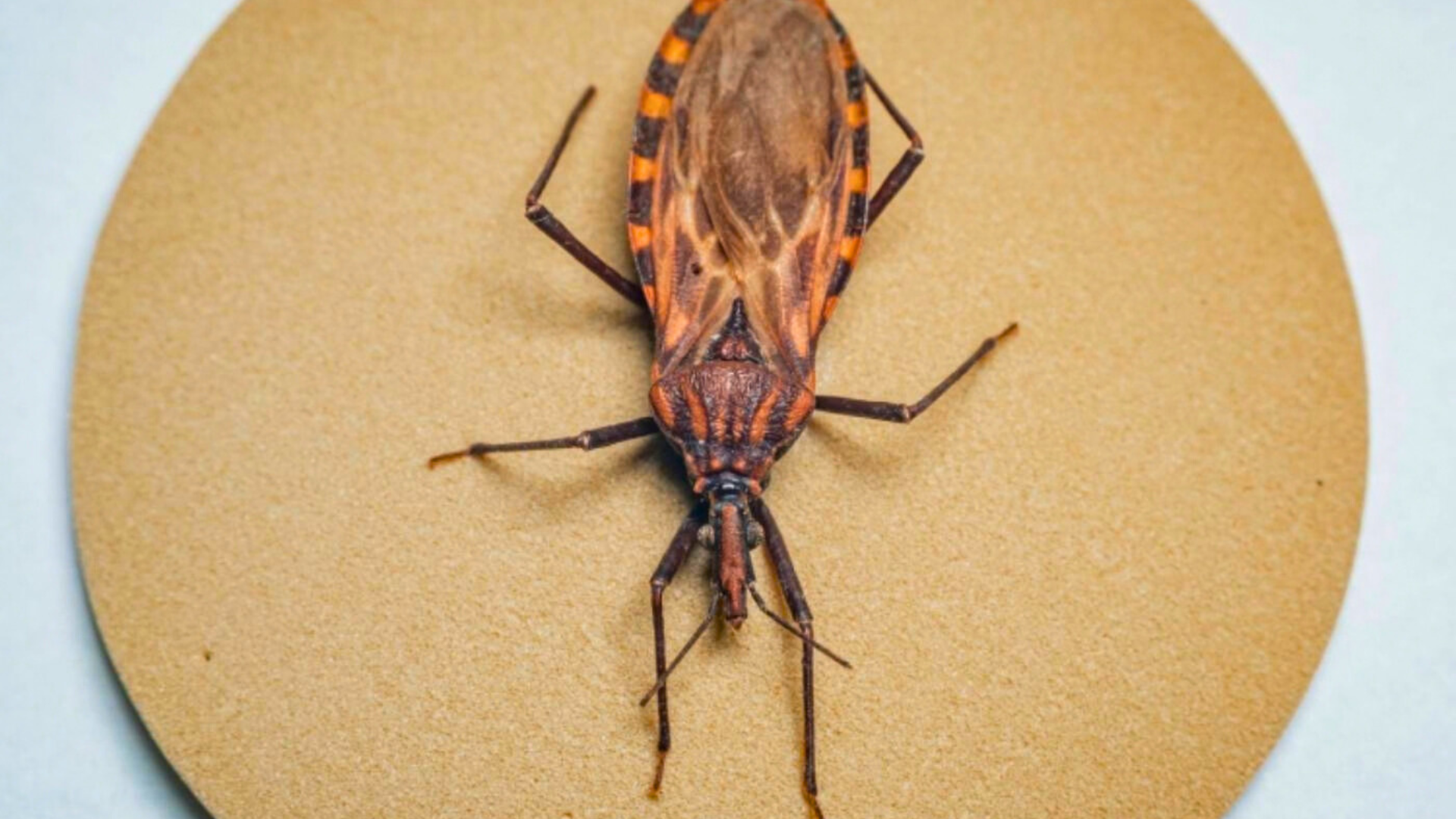 Doença de Chagas: surto em Ananindeua (PA) acende alerta para prevenção da contaminação oral no Brasil