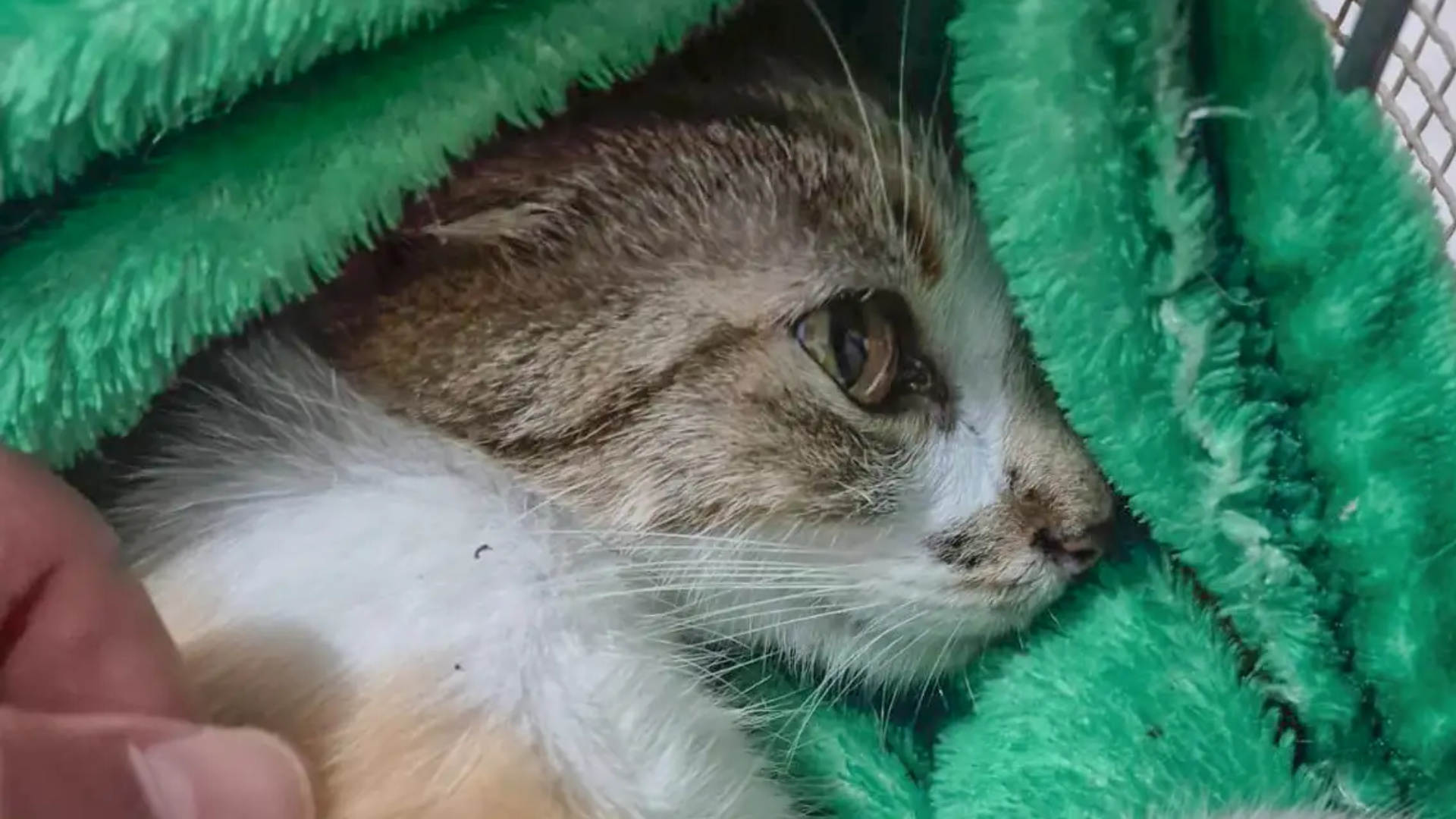 Mulher é presa após arremessar gata do 12º andar de prédio em Curitiba