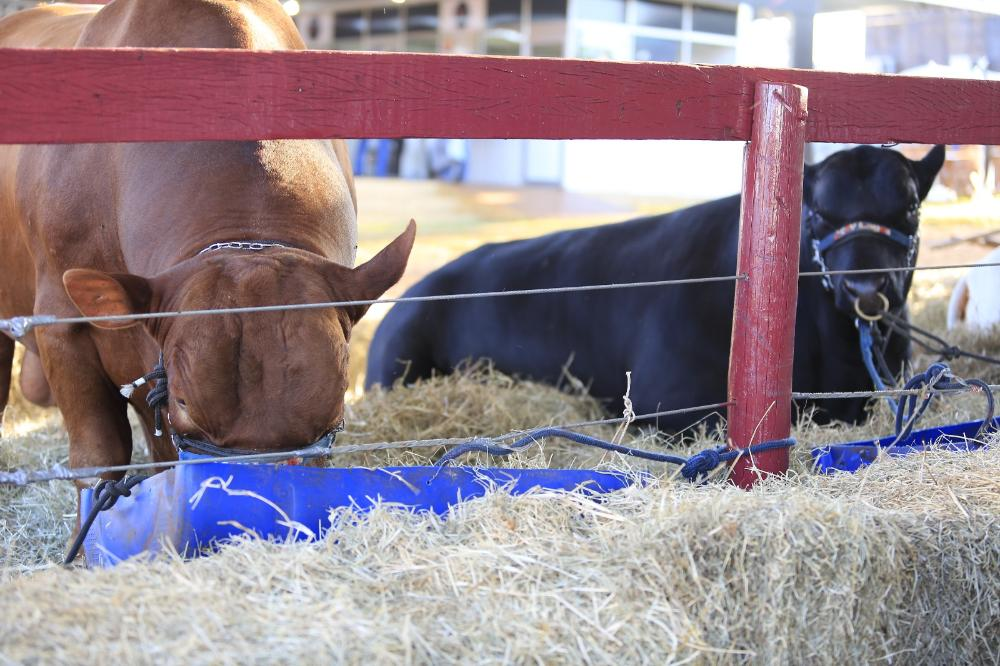Dia Nacional da Pecuária