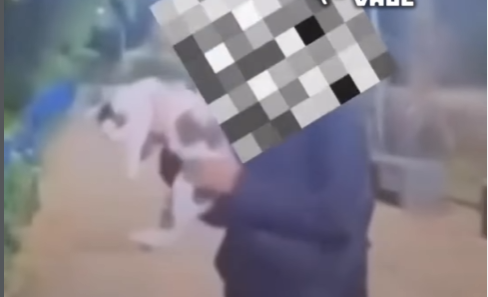 Adolescente arremessa gato no rio em São Luiz do Paraitinga