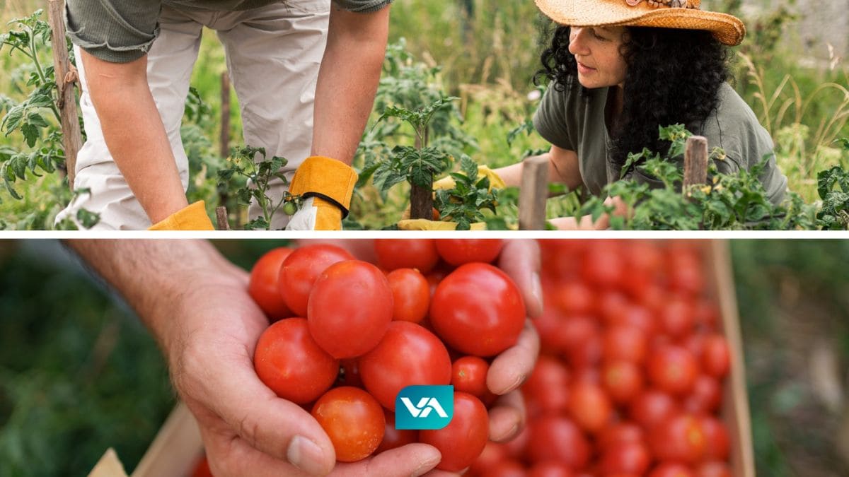 Agricultura familiar em Pindamonhangaba é fortalecida