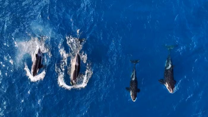 Orcas em Ilhabela